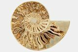 Daisy Flower Ammonite (Choffaticeras) - Madagascar #191238-4